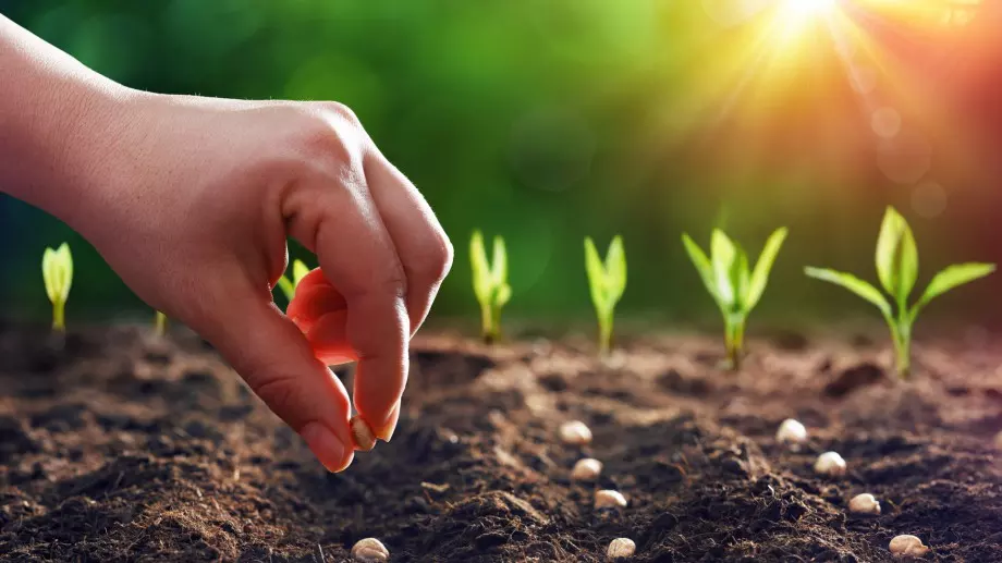 Ето как да ускорите покълването на семената