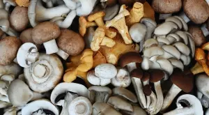 Това е най-отровната гъба в България