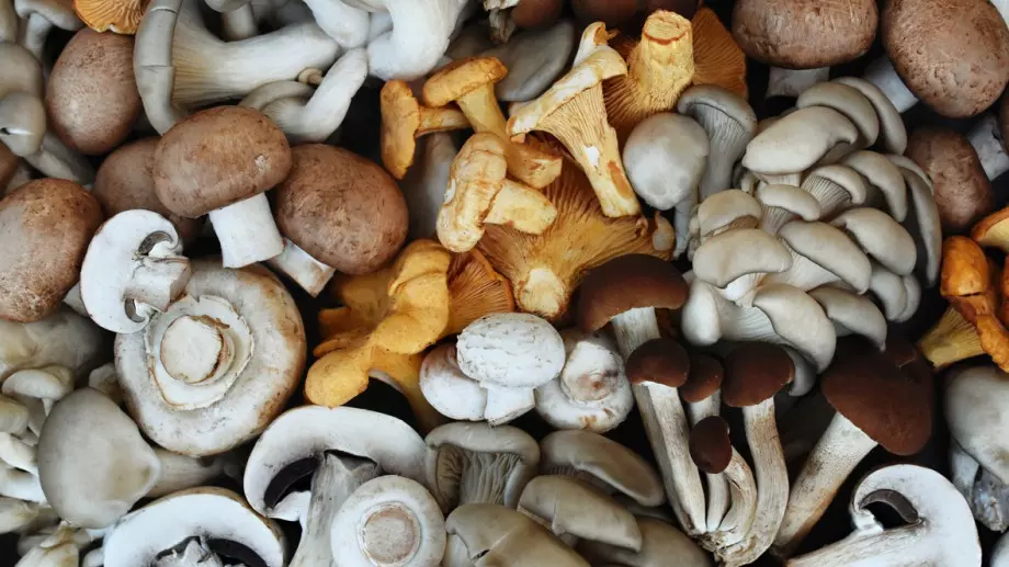 Това е най-отровната гъба в България