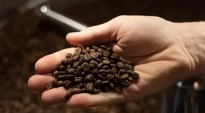 Кафето сорт "Робуста" отчете нaй-гoлямo пocĸъпвaнe oт 12 гoдини