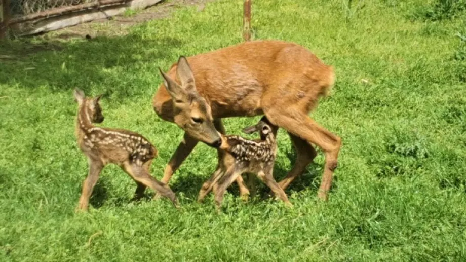 Спасена сърна роди близначета в Бургас