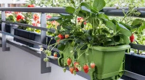 Ето как да си отглеждате ягоди на балкона (ВИДЕО)