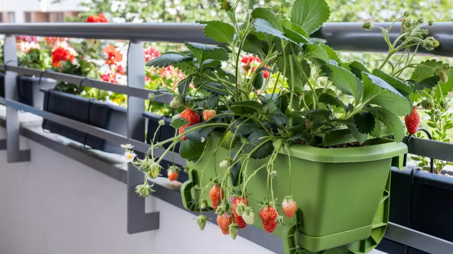 Ето как да си отглеждате ягоди на балкона (ВИДЕО)