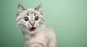 Ето защо котките са гениални (ВИДЕО)