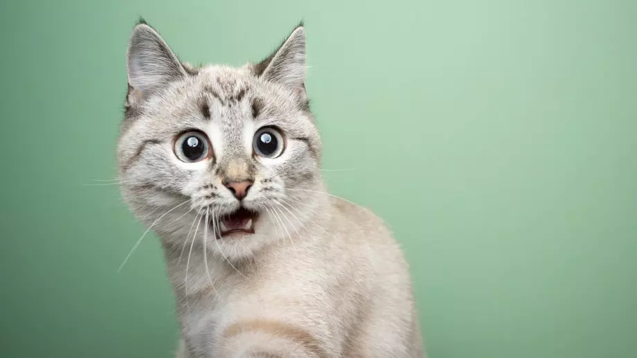 Ето защо котките са гениални (ВИДЕО)