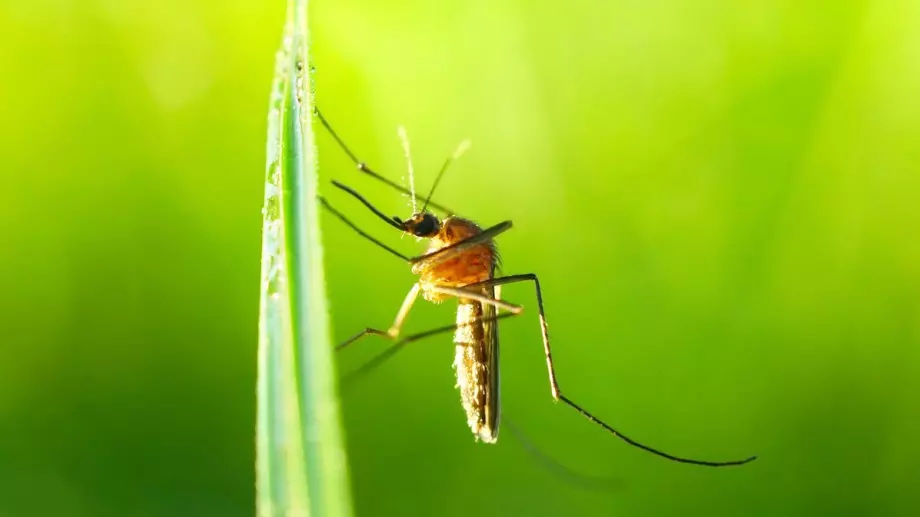 Сложете това растение на масата и няма ви доближи комар или муха