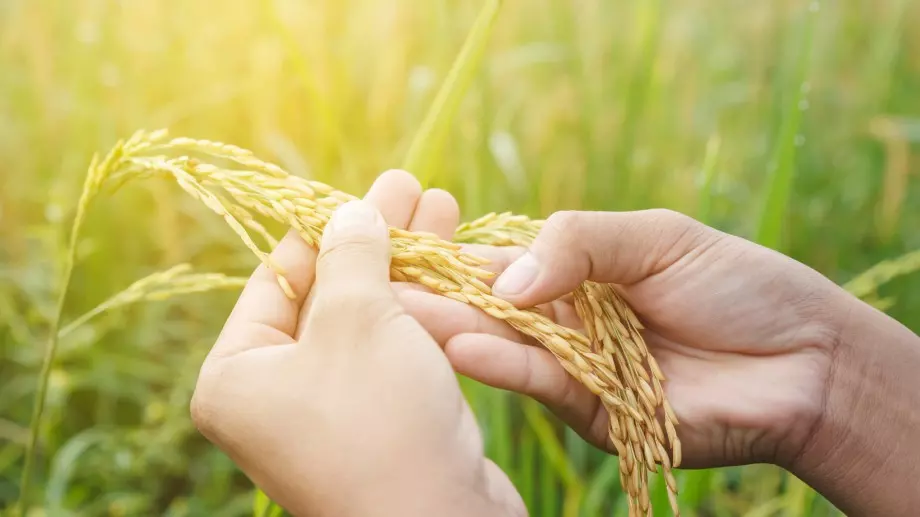 Как да си отгледате ориз вкъщи