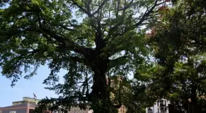 Дърво, символ на Сиера Леоне, е унищожено от буря (ВИДЕО)