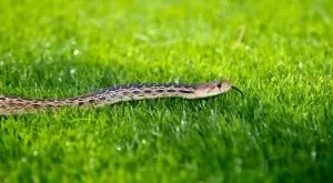 Ето какво ще ви сполети, ако убиете змия в двора си