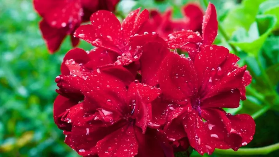 Как да се грижим за мушкатото в дъждовно време