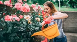 Така е правилно да се поливат розите