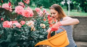 Как да подхраните розите през есента