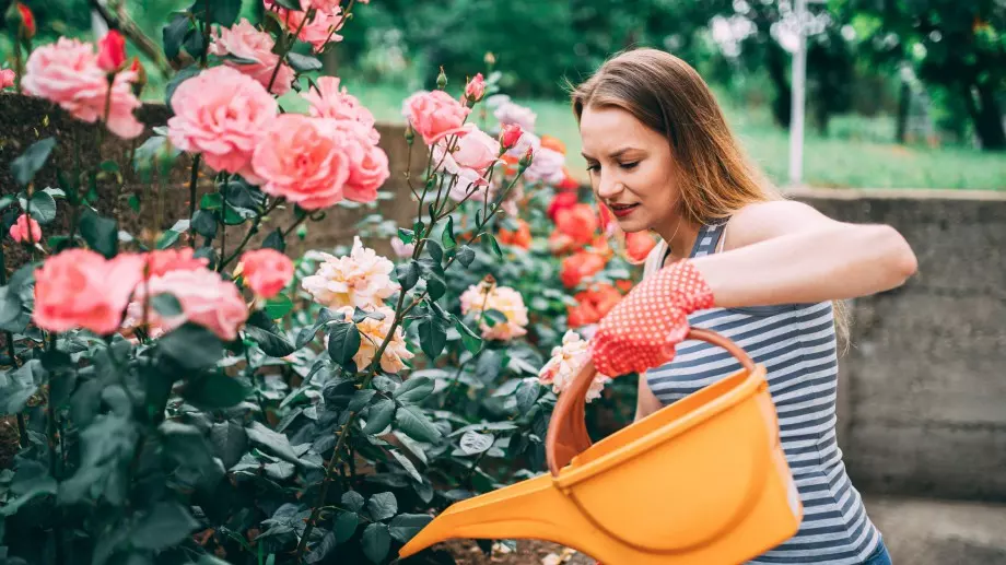 Как да подхраните розите през есента