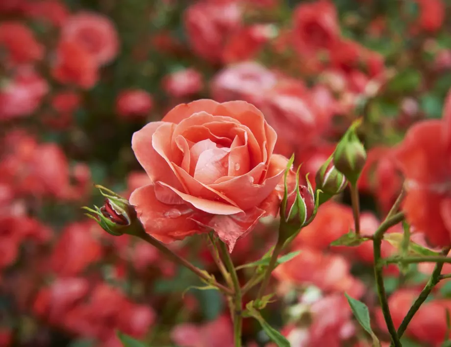 Бабините методи, които ще прогонят листните въшки от розите