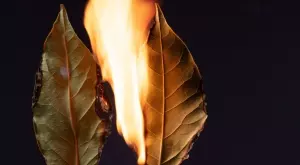Невероятни ползи за здравето от изгарянето на дафинов лист