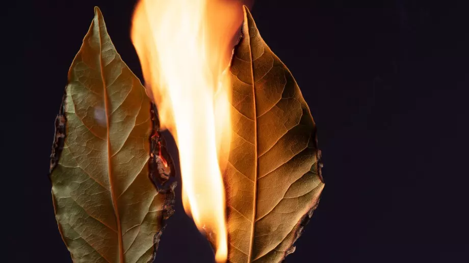 Невероятни ползи за здравето от изгарянето на дафинов лист