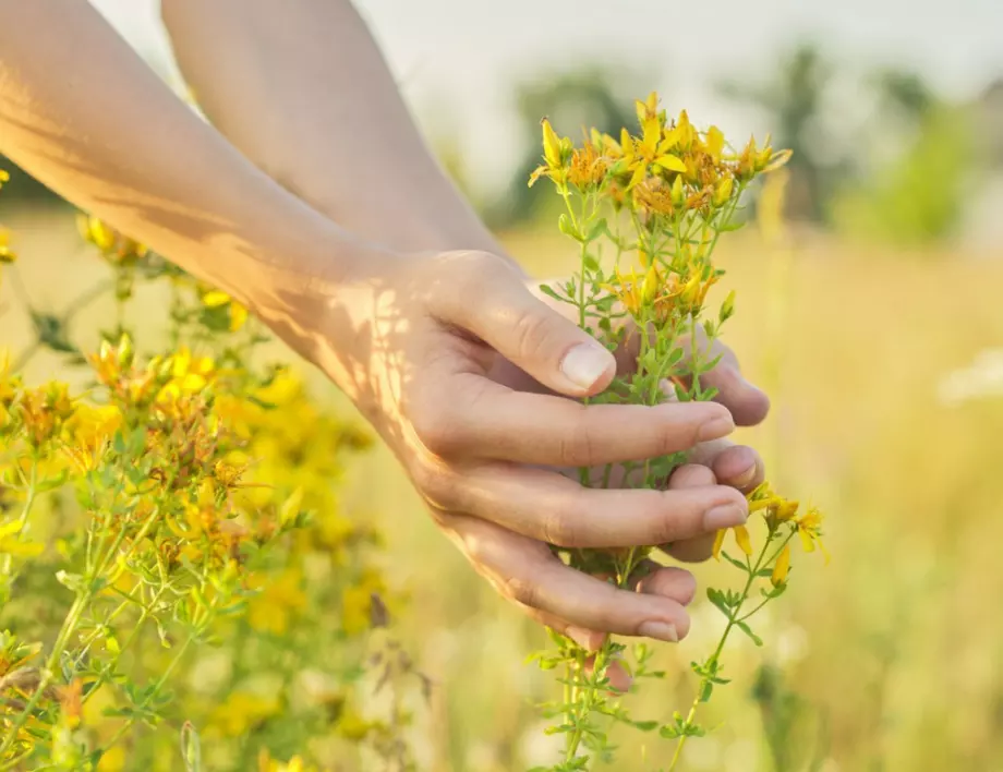 Кои юлски билки са лек за сто болести?