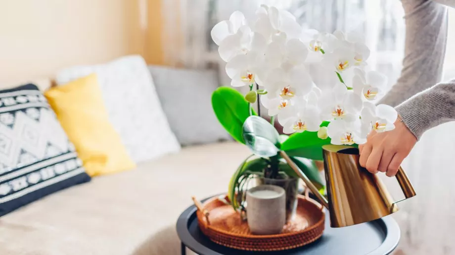 Ето защо орхидеите трябва да се поливат с лимонов сок