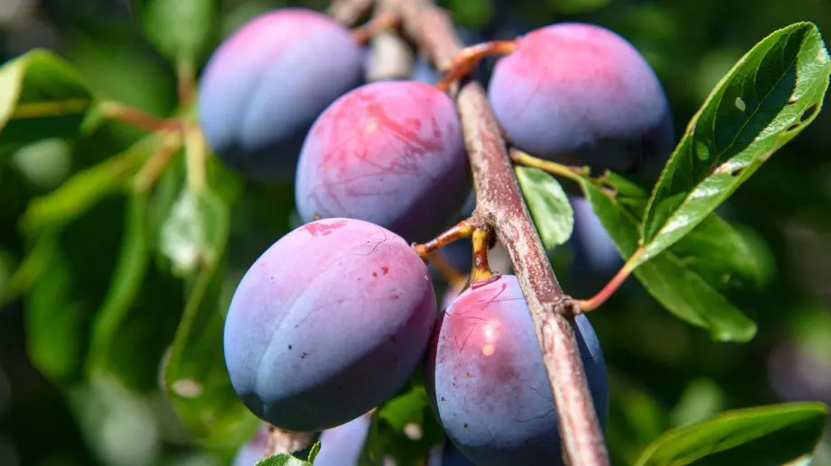 Ето как да си отгледате у дома слива от костилка