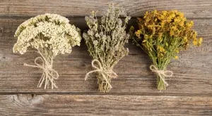 Тази билка я наричат „Лекарство срещу 100 болести”