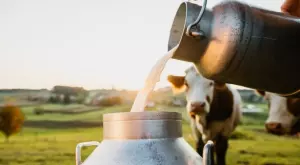 Производството на мляко в България е намаляло с над 1/4 за последните 10 години