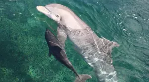 Делфините също говорят на децата си с висок глас като хората 