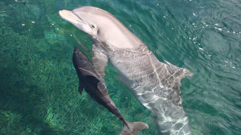 Делфините също говорят на децата си с висок глас като хората