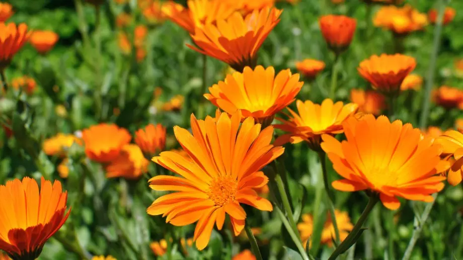 4 добри причини да засадите невен в зеленчуковата си градина