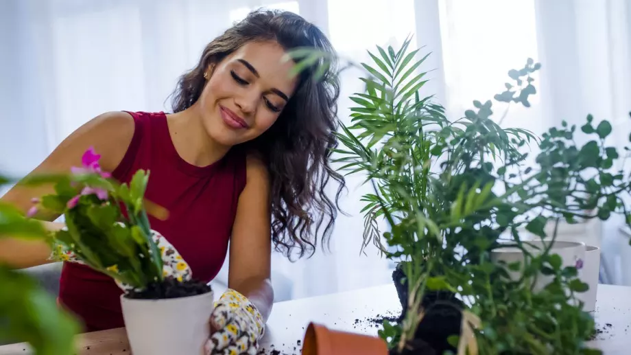 3 стайни растения, които виреят лесно на слаба светлина (СНИМКИ)