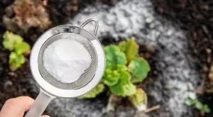 6 приложения на содата в градината