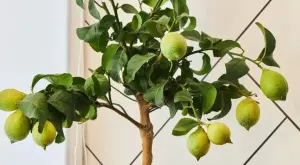 Ето как да си засадите лимон у дома от семките му