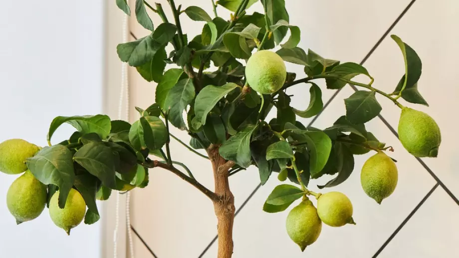 Ето как да си засадите лимон у дома от семките му