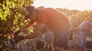 Изследване: Ето как горещото време може да причини недостиг на храна за няколко дни