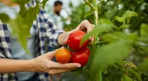 Как да подрязвате домати, за да имате богата и хубава реколта