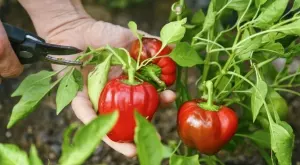 5 трика за отглеждане на богата реколта от чушки