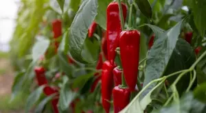 11 тайни на опитните градинари за отглеждане на чушки