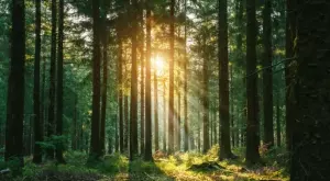 Нови бизнес модели: Може ли природата да бъде акционер във фирма?