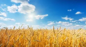 Пет страни от Източна Европа искат удължаване на забраната за внос на украинско зърно