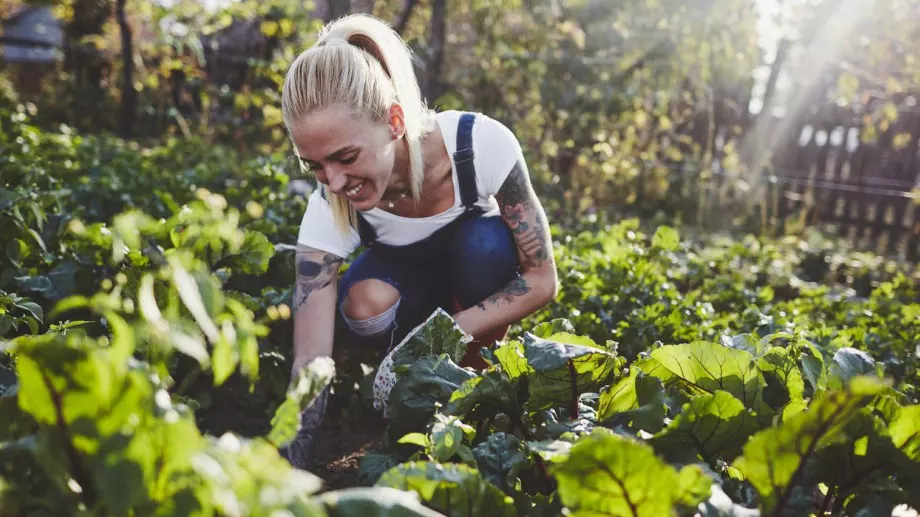 8 невероятни употреби на оцета в градината