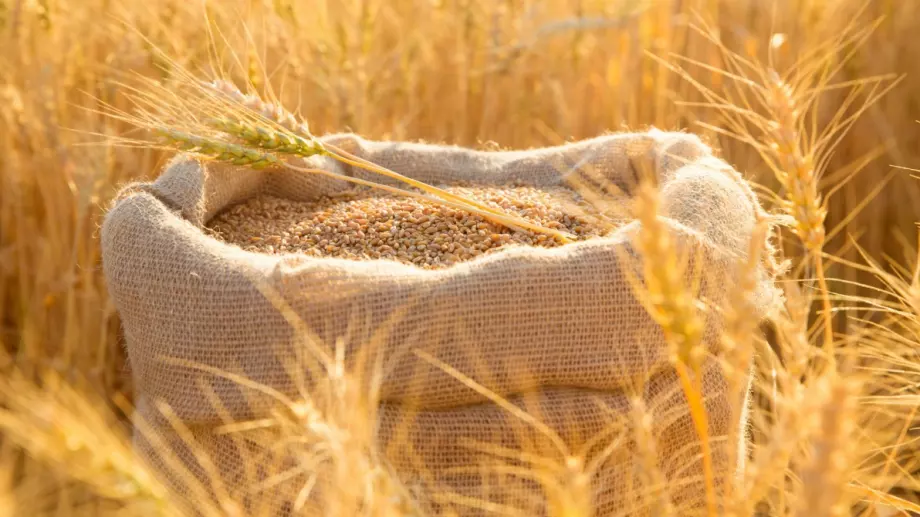 Унгария и други европейски страни настояват за удължаване на забраната за внос на украинско зърно до края на годината