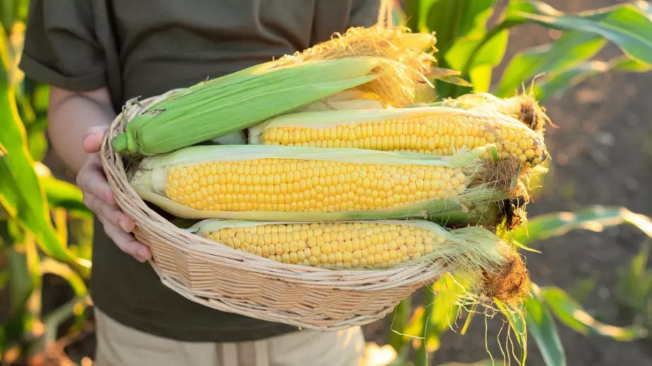 НЕ изхвърляйте царевичната коса, това са ползите от нея