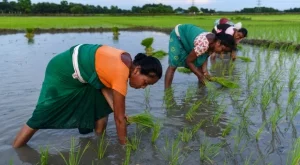 Светът се подготвя за най-големия недостиг от 20 години на основна храна за над 50% от населението