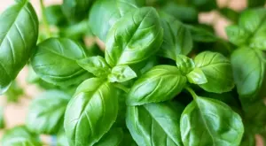 Как да отгледате здрав и ароматен босилек 