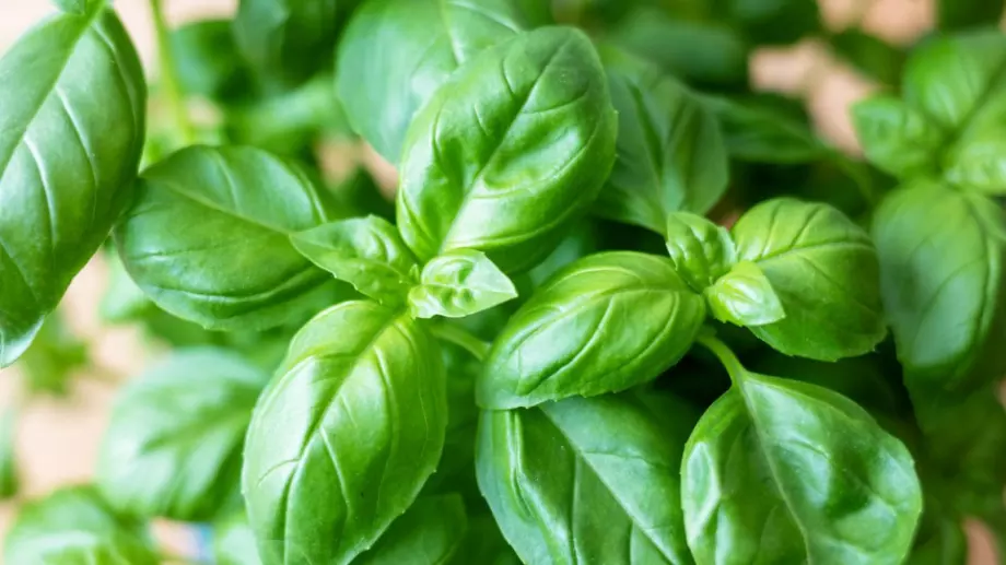 Как да отгледате здрав и ароматен босилек 