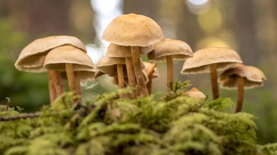 Ще живеем в еко домове, изработени от гъби