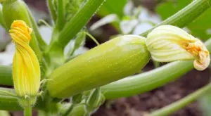 Как да използвате ориз за богата реколта от тиквички