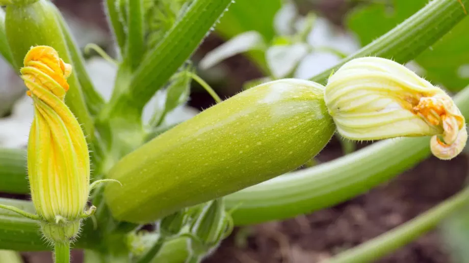 Как да използвате ориз за богата реколта от тиквички