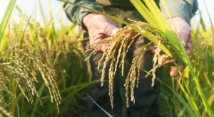 Нова трудност пред пазарите на ориз: Тайланд насърчава фермерите да засаждат по-малко