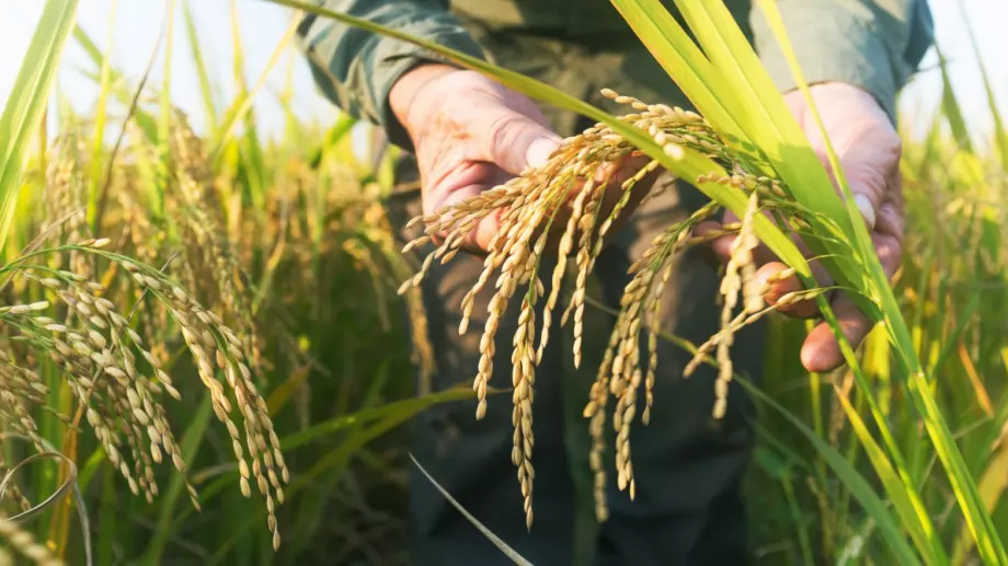 Нова трудност пред пазарите на ориз: Тайланд насърчава фермерите да засаждат по-малко