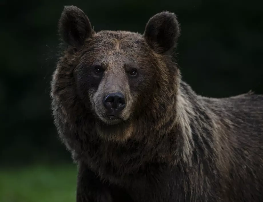 Мечка нахълта в Disney World във Флорида (ВИДЕО)
